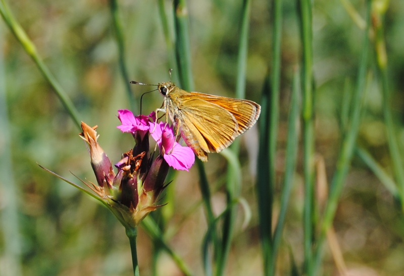 ID Hesperiidae